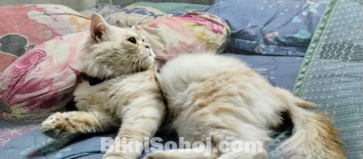 Original Persian cat